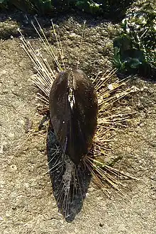 Moule posée sur une paroi rocheuse à marée basse, le byssus forme des filaments s'échappant de la coquille pour venir s'accrocher sur la paroi rocheuse.