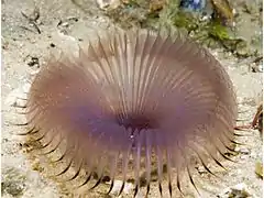 Myxicola infundibulum