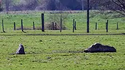 Image illustrative de l’article Nécropole dolménique des Prés d'Acon