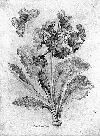 Auricula vrsi dod.Oreille d'ours