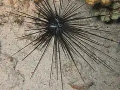 Diadema paucispinum