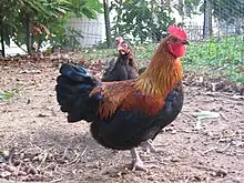 Marans naines