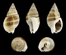 Tritia siquijorensis