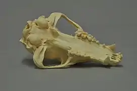 Mâchoire supérieure