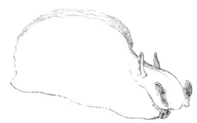 Silhouette générale d'une aplysie.