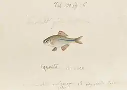 Acheilognathus rhombeus - gravure de Temminck et Schlegel - Kawahara Keiga - 1823 - 1829