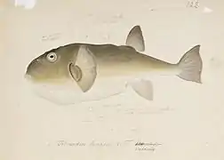 Lagocephalus inermis