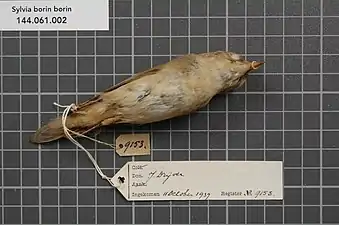 S. b. borin - Parties inférieures du même spécimen que précédemment (RMNH.AVES.9153).