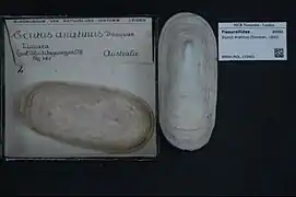 Coquille de Scutus anatinus