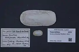 Coquille de Scutus antipodes