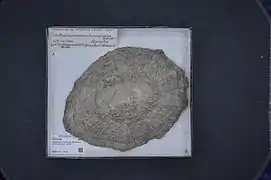 Scutellastra mexicana.