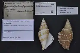 Doxander japonicus.