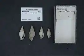 Varicospira cancellata.