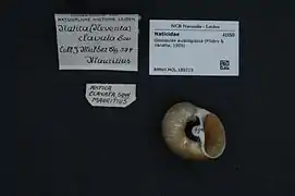 Neverita aulacoglossa.