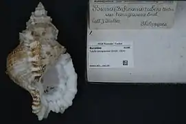 Tutufa tenuigranosa
