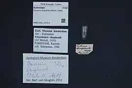 Parvioris shoplandi.