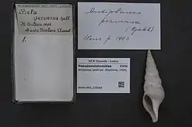 Antiplanes catalinae.