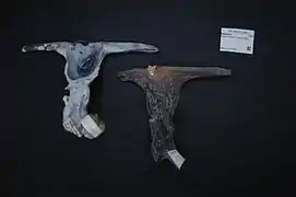 Malleus malleus (Malleidae)