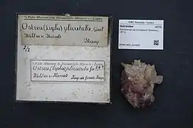 Dendostrea sandvichensis.