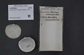 Lepidolucina venusta.