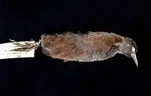 une peau de râle, conservée dans un muséum