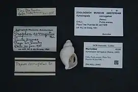 Xymenopsis corrugatus.