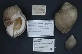 Crassilabrum crassilabrum.