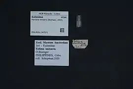 Parvioris imitatrix.