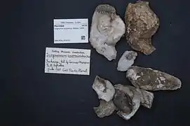 Isognomon australica