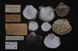 Dendostrea cristata.