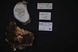 Striostrea prismatica