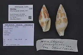 Nebularia ferruginea.