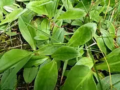 Feuilles basales fortement odorantes.
