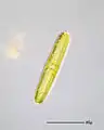 Navicula oblonga.
