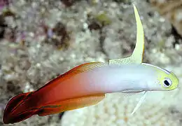 Nemateleotris magnifica