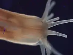 Nematostella vectensis.