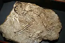 Photo en couleur de deux squelettes.