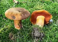 Neoboletus xanthopus, le Bolet à pied jaune, couleurs très variables, généralement plus pâle jaunâtre que N.erythropus. Bleuissement intense et pied ponctué.
