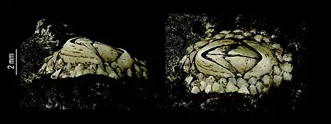 Neobrachylepas relica (Neobrachylepadidae).