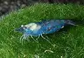 Neocaridina cf. zhangjiajiensis var. blue pearl (Blue Pearl)