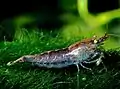 Neocaridina-palmata
