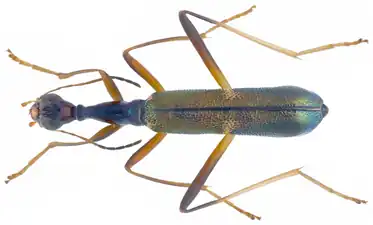 Neocollyris discretegrossesculpta, Parc national de Tam Dao, Vietnam.