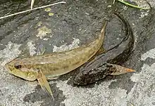 Un poisson plus beige et plus grand à gauche