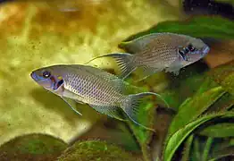 Neolamprologus olivaceous couple en aquarium.