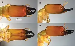 Larve de Neotermes aburiensis : tête.