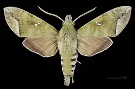 Face dorsale du mâle(coll. MHNT)