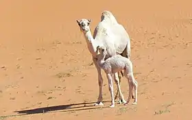 Chamelle et son jeune chamelon.