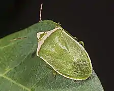 Nezara viridula var. torquata.