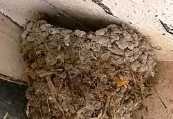 Nid d'hirondelle de fenêtre