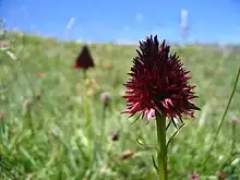 Nigritella rhellicani dans les alpages du Mont Margériaz en Savoie.